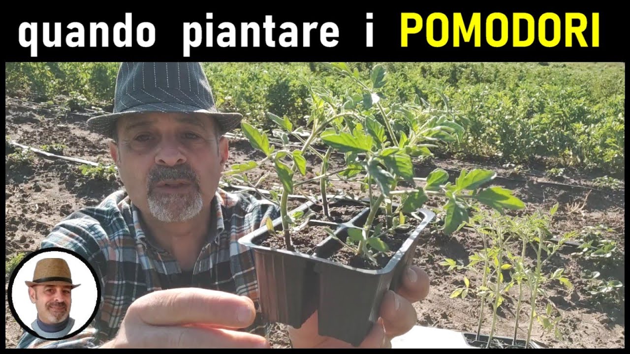 QUANDO PIANTARE I POMODORI in pieno campo