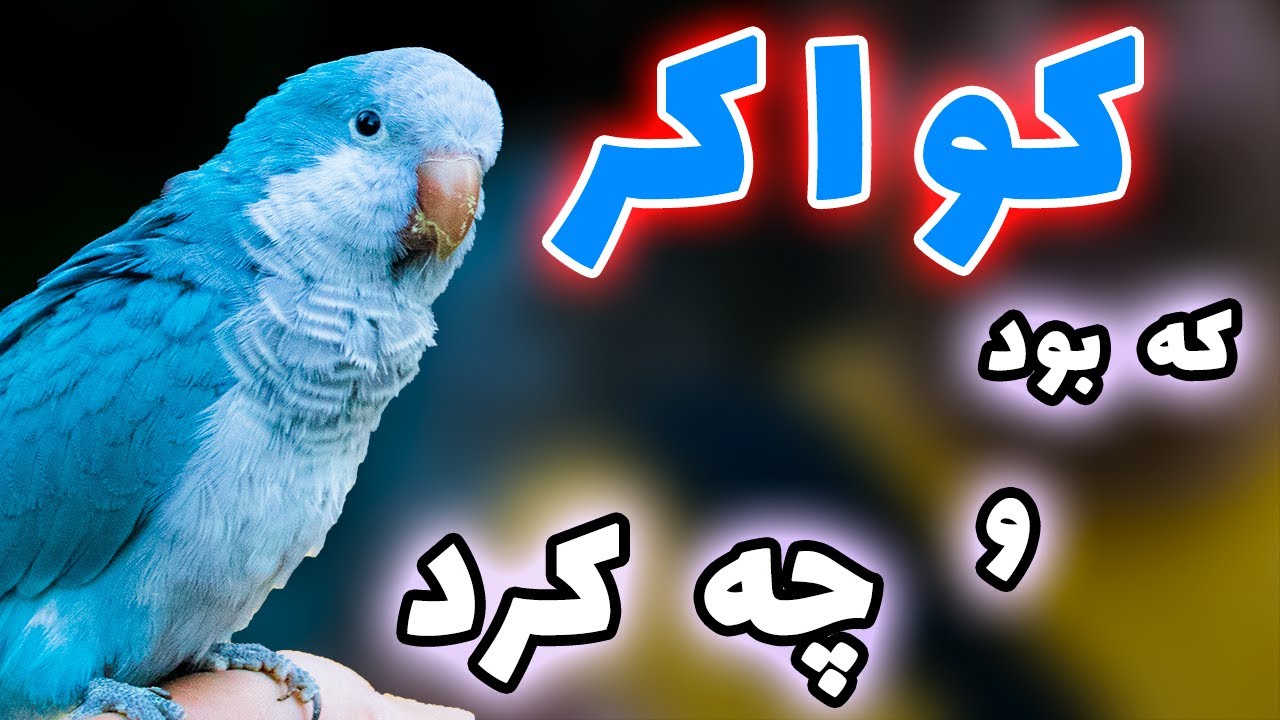 همه چیز درباره طوطی راهب یا کواکر || every things about quaker parrot / monk parakeet