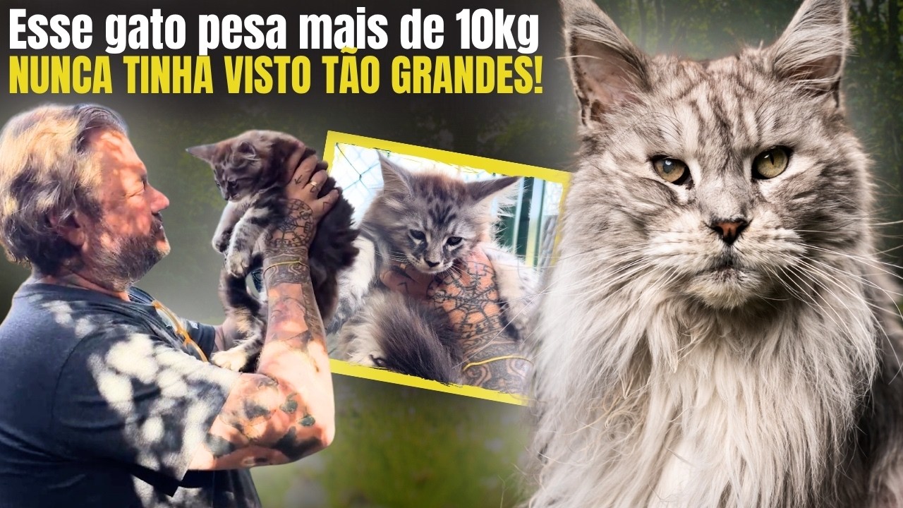 🐈‍⬛ ESSES GATOS PARECEM LEÕES! Conheça os Maine Coons, os gatos mais lindos que ja vi! 😱