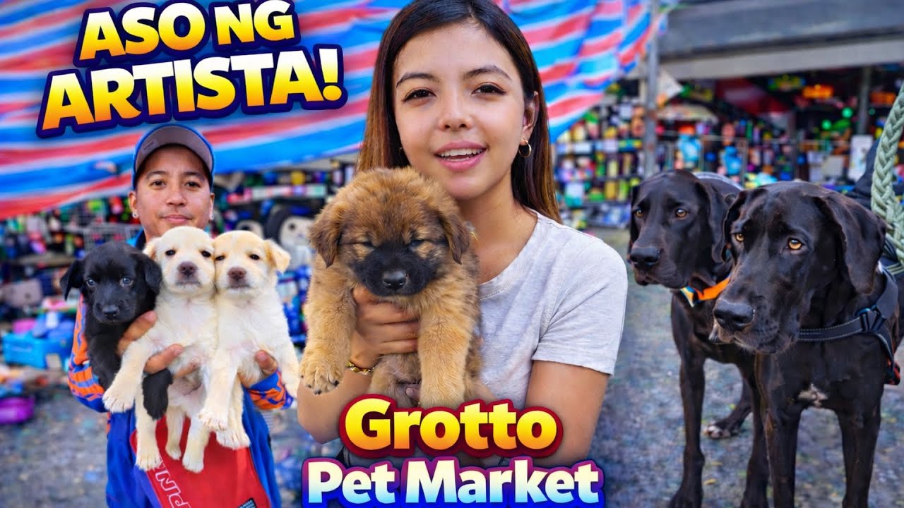DREAM CATS and DOGS NYO NANDITO! Grotto Pet Market Dogs and Birds
