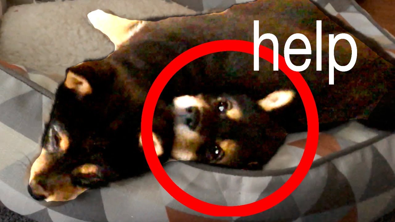 MISCHIEVOUS SHIBA INU PUPPIES TRYING TO SLEEP (with captions)