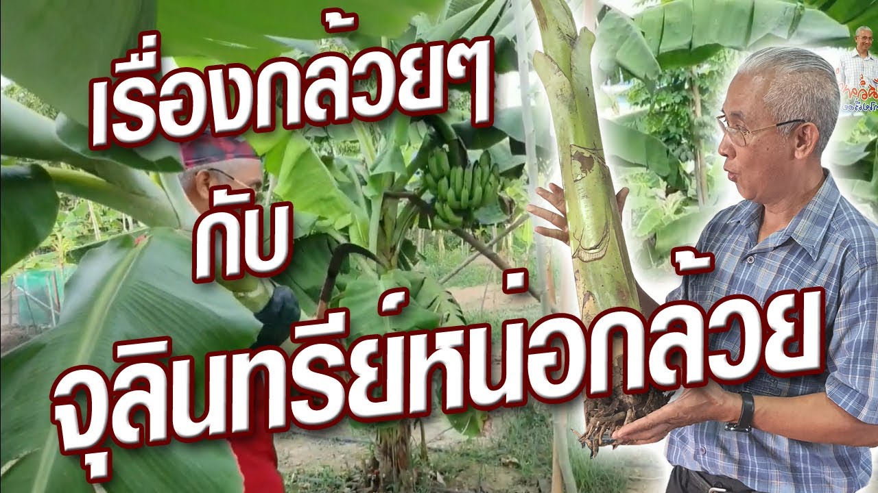 จุลินทรีย์หน่อกล้วย สุดยอดยูเรียน้ำ ลดต้นทุนการทำเกษตรอินทรีย์ @ครูสวัสดิ์พาทํา ทําไปเรื่อย