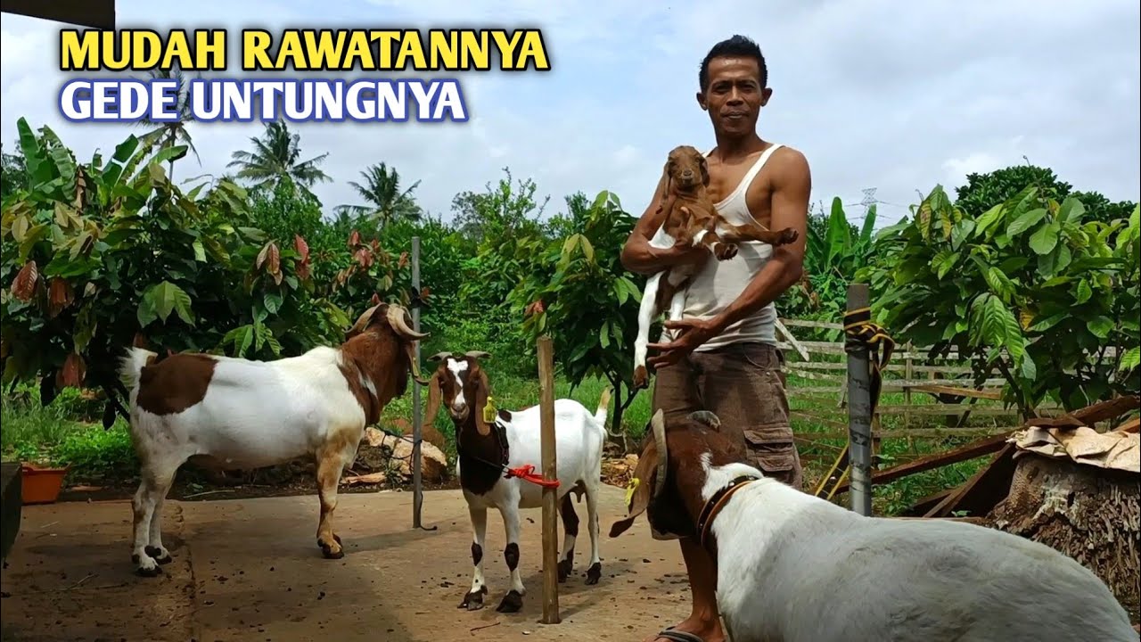 Kambing Boer Semakin Menjadi  Primadona