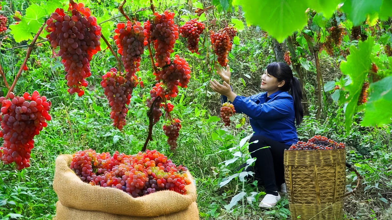 How To Harvest Grape, Sell Them At The Market And Cook Them | Tieu Vy Free Bushcraft