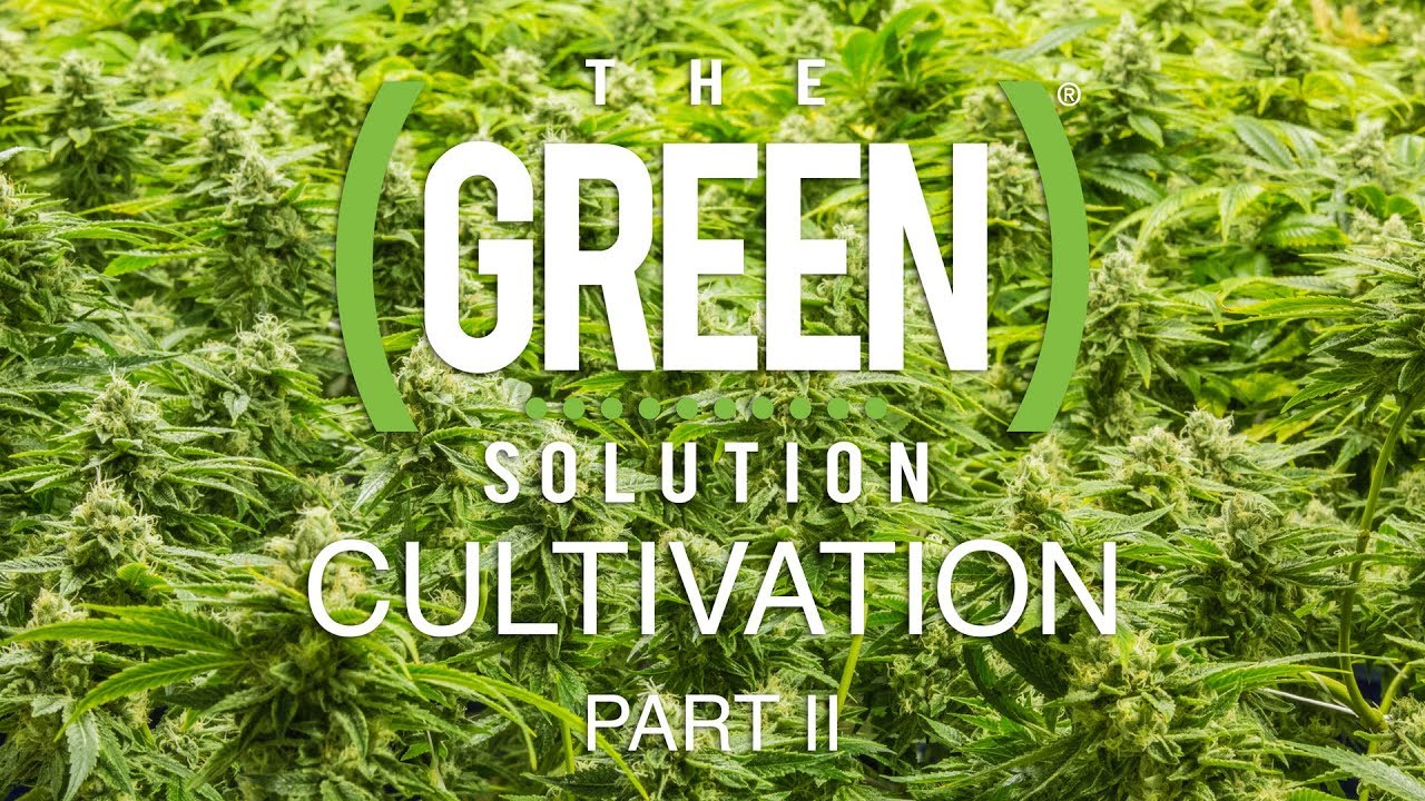 The Green Solution | Cultivation