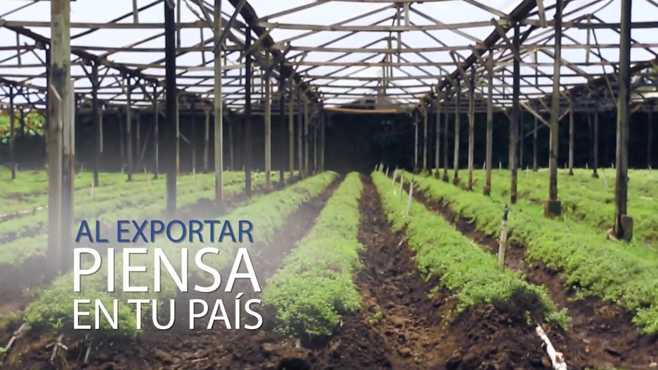Flores de Jarabacoa (Dominicana Exporta)