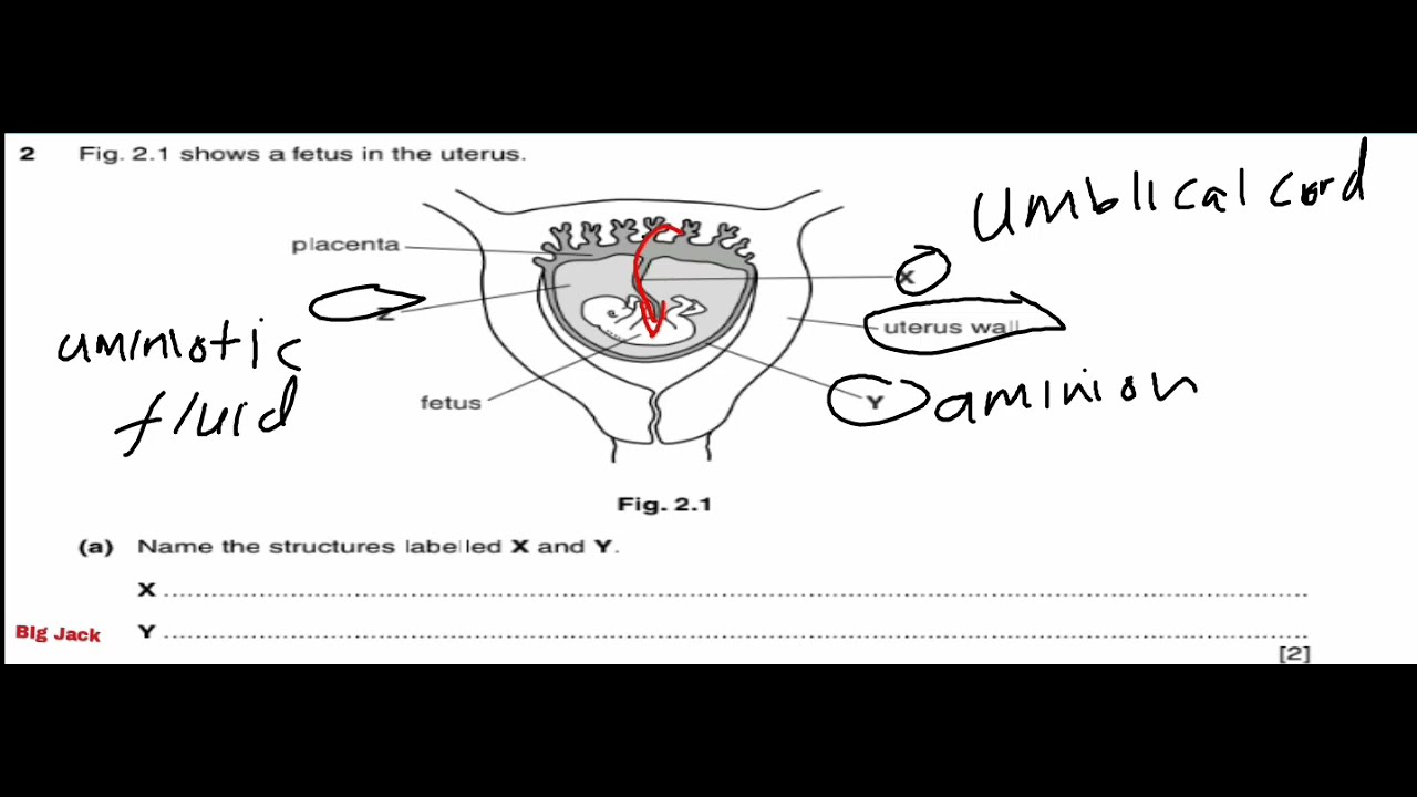 Biology P2: Most Important & Highly Examinable Questions