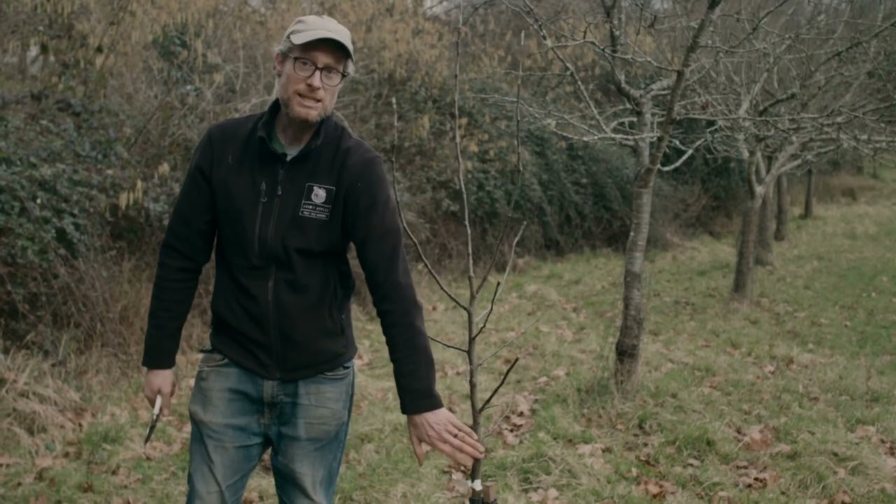 How to Prune a 2 Year Old Fruit Tree -  Formative Pruning with Adam's Apples Nursery