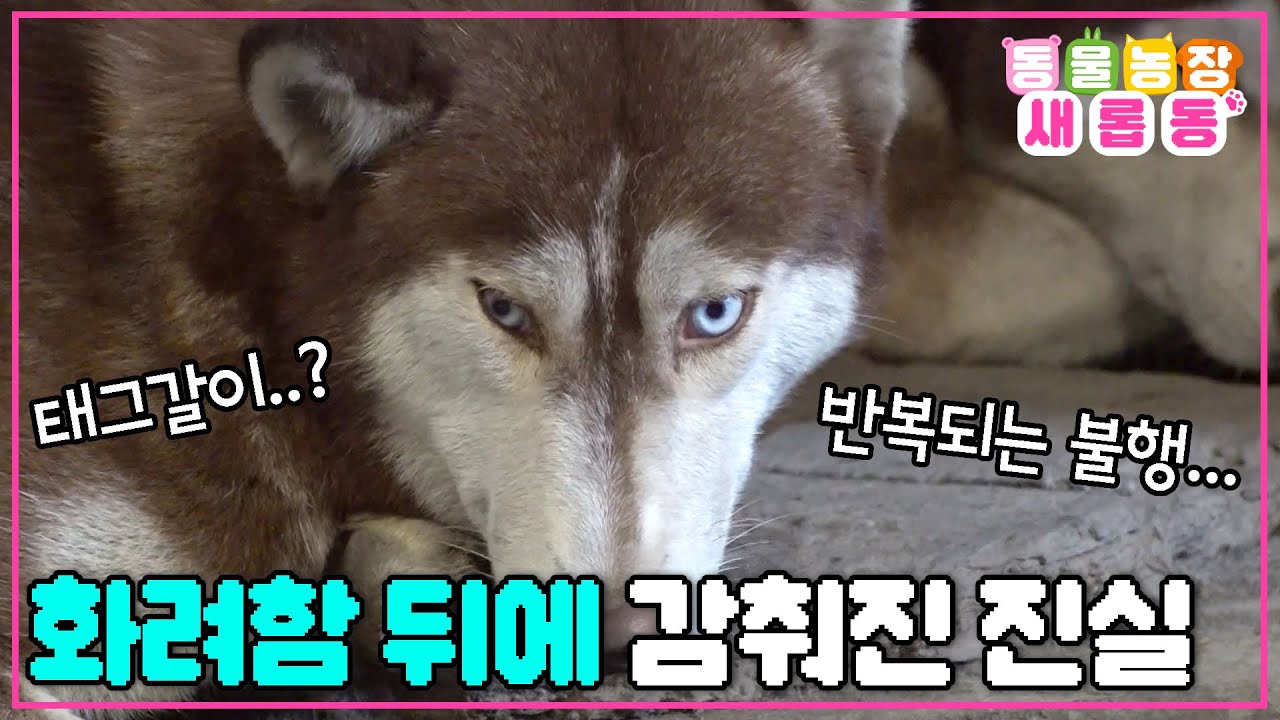 [#새롭동물농장] 우리가 몰랐던 이야기😠 끝없는 인간의 욕심과 이기심에 희생당한 수많은 개들🤯 / EP.1202 #TV동물농장 #AnimalFarm #SBSstory