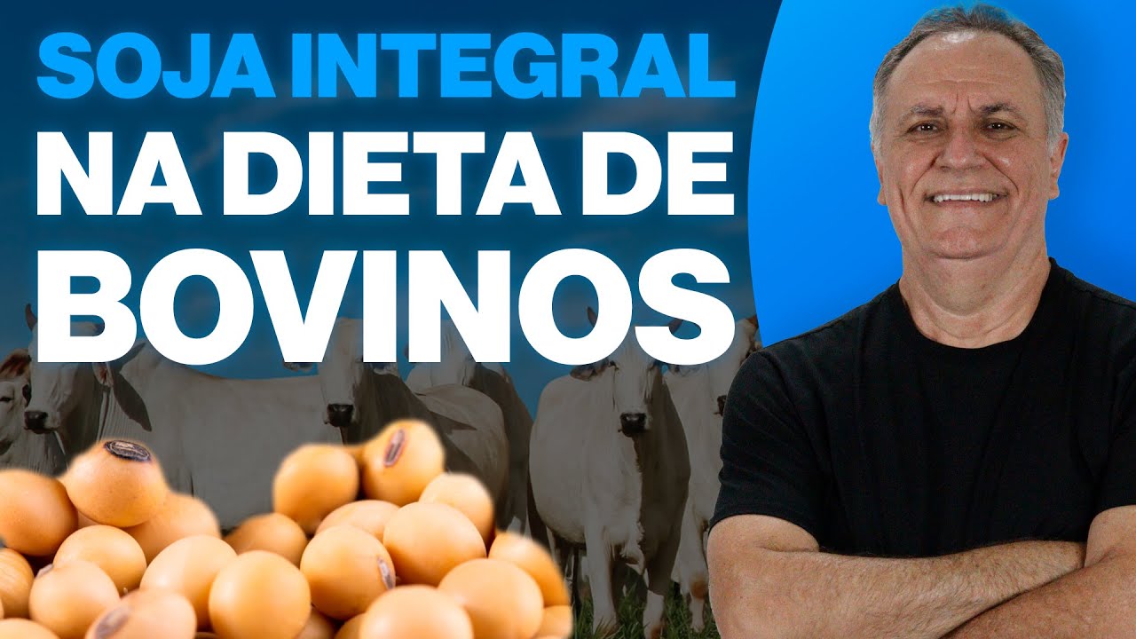 Tudo sobre como usar soja integral na dieta de bovinos!