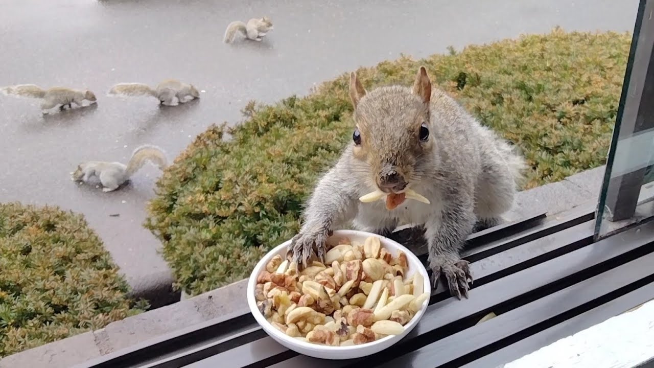 A day in the life of squirrels: goofy faces, chases and mating rituals