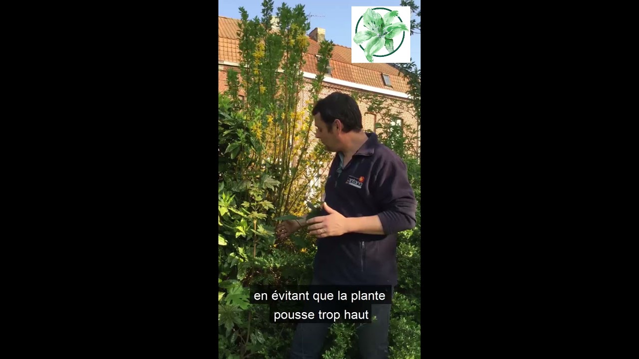 taille de printemps