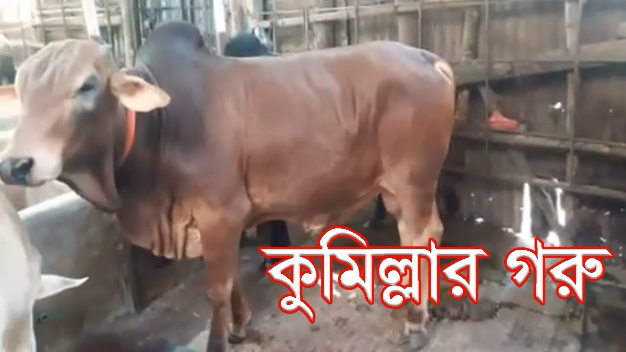 Cumillar Goru || Beautiful Bulls || Khamar Bari Agro || Cow Farm in Bangladesh