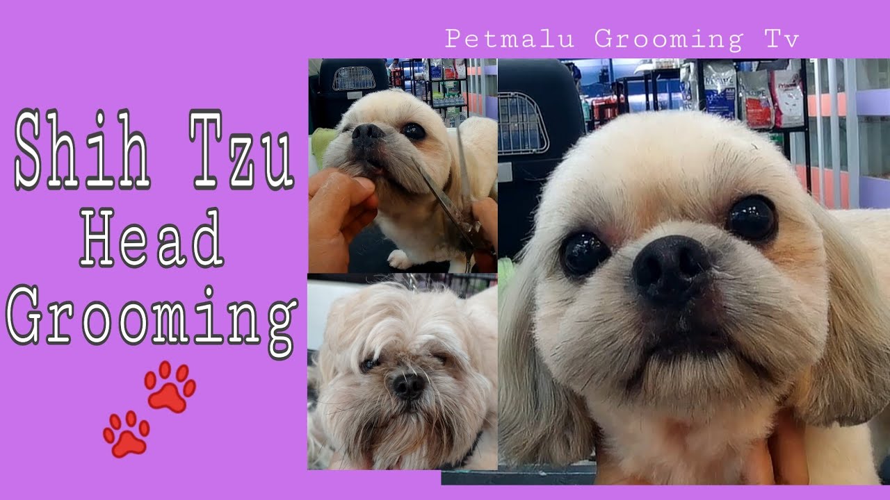 Shih Tzu Head Grooming | Tutorial | How to groom a shih tzu?