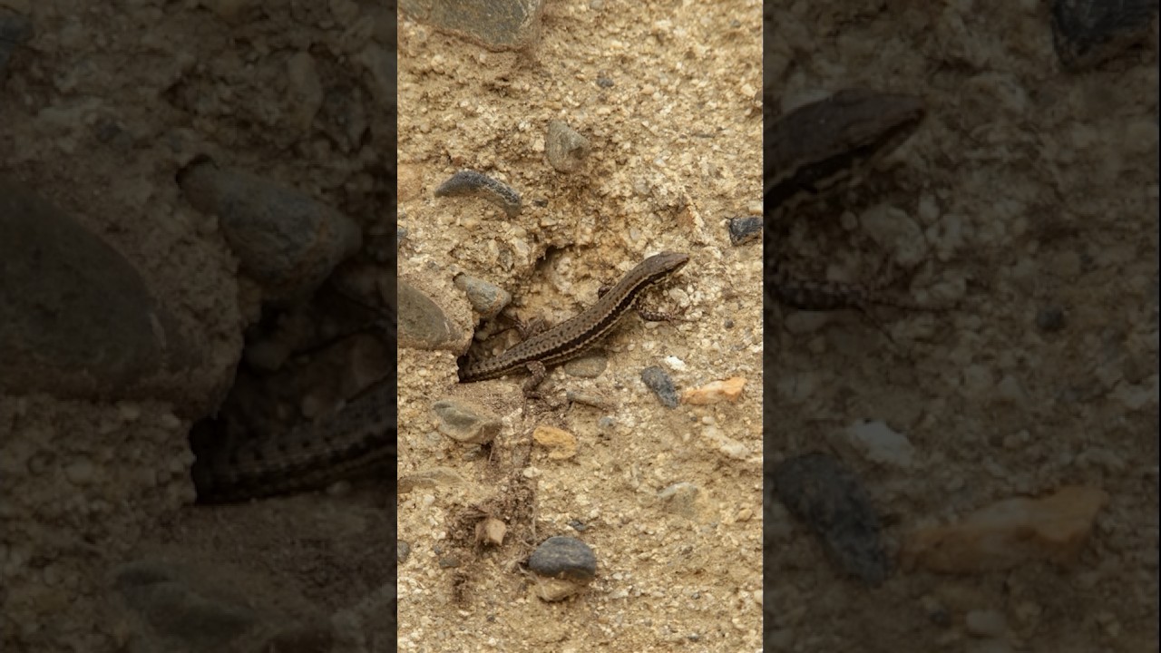Lagartija roquera en el Pirineo catal&aacute;n #reptiles #fauna #espa&ntilde;a