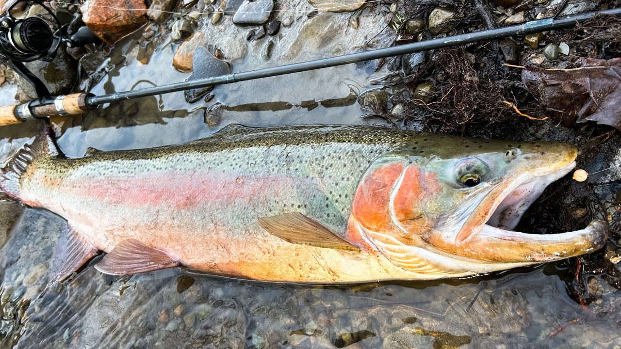 SLAYING Erie Steelhead! (20+ Fish Day on TINY Tributary)