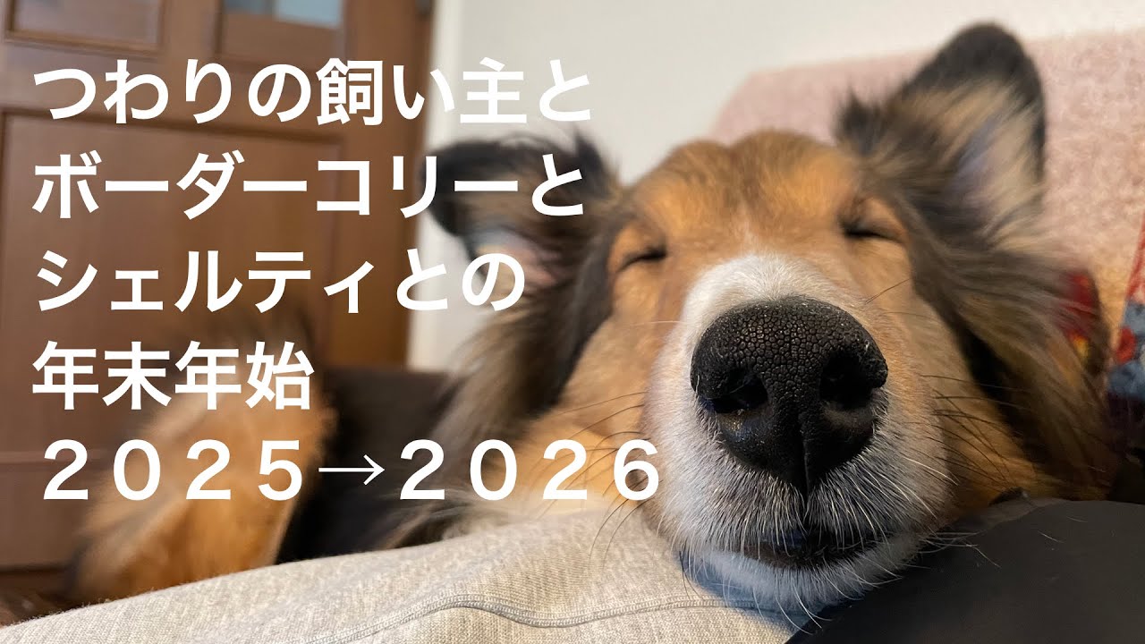 つわり妊婦とボダとシェルの年末年始