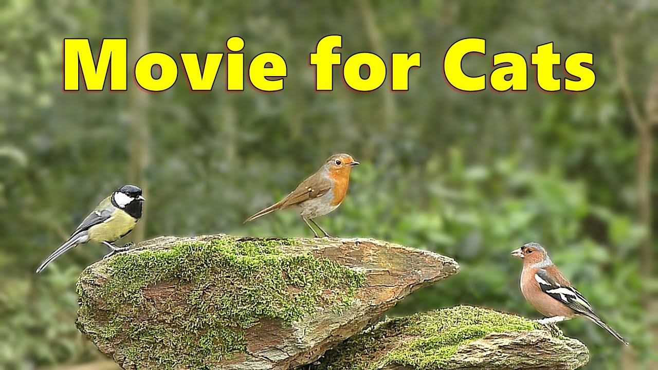 Movies for Cats ~ Birds in A Rocky Bird Garden