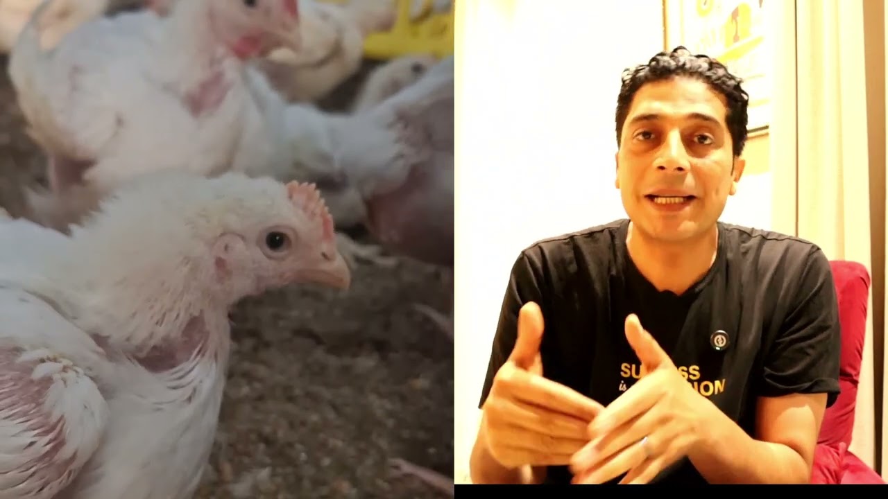 أيهما ينفع يشتغل وقاية للفراخ مضاد الكوكسيديا ام المضاد الحيوى؟
