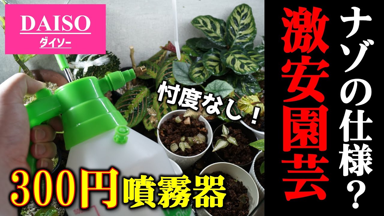 【観葉植物】激安噴霧器で葉水を時短♪水やりの必需品？【ダイソー霧吹き】【100均園芸】