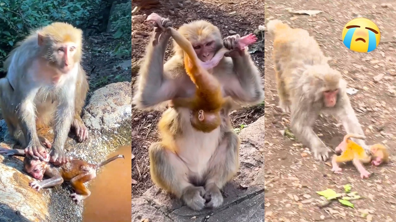 Poor baby monkey, having such a wicked mother who bullies her every day.