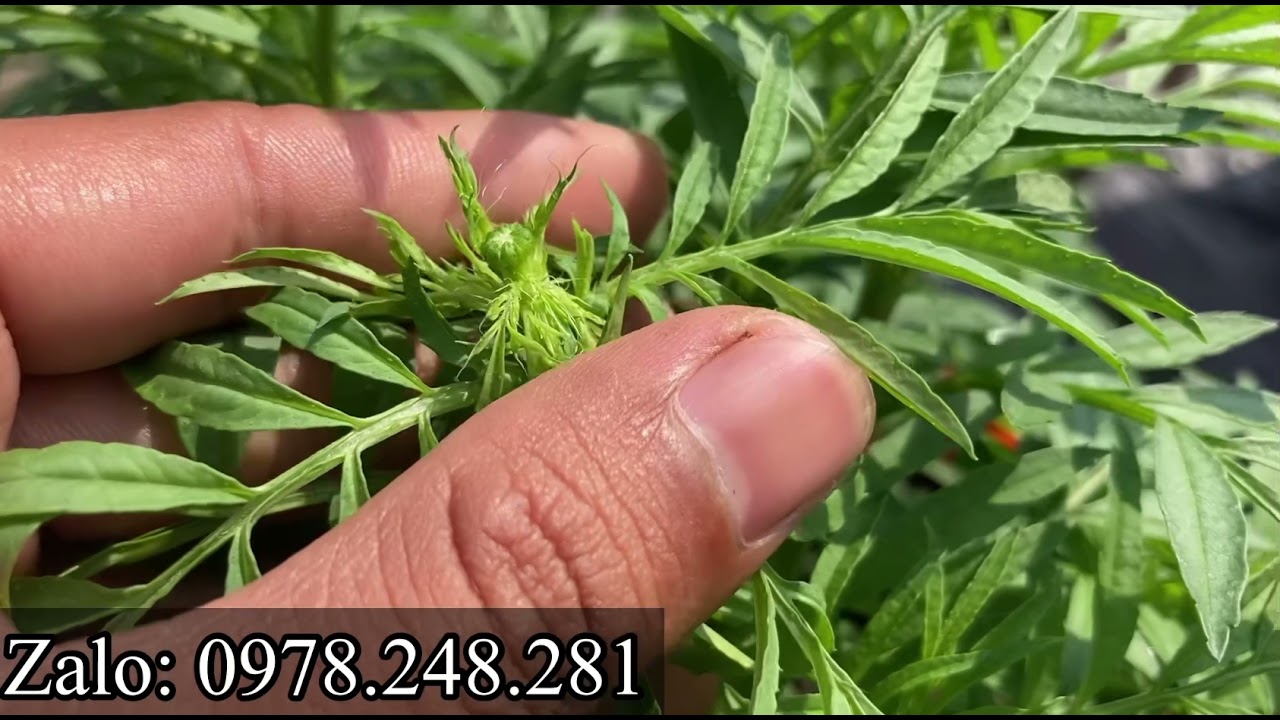 HƯỚNG DẪN CÁCH NGẮT CƠI 2 CHO HOA VẠN THỌ | KỸ THUẬT TRỒNG HOA