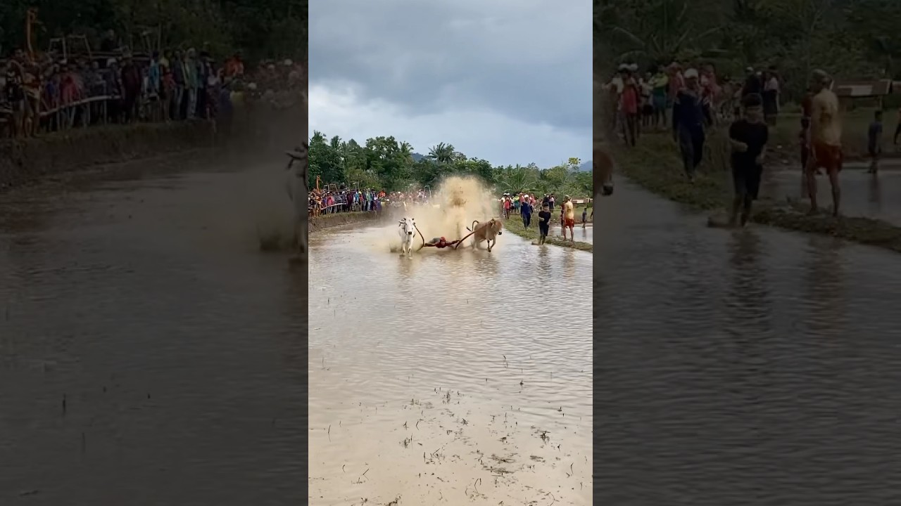 Pacu Jawi Tradisi Budaya Tanah Datar (Minangkabau) #pacujawi #sapi #cow #traditional #shorts