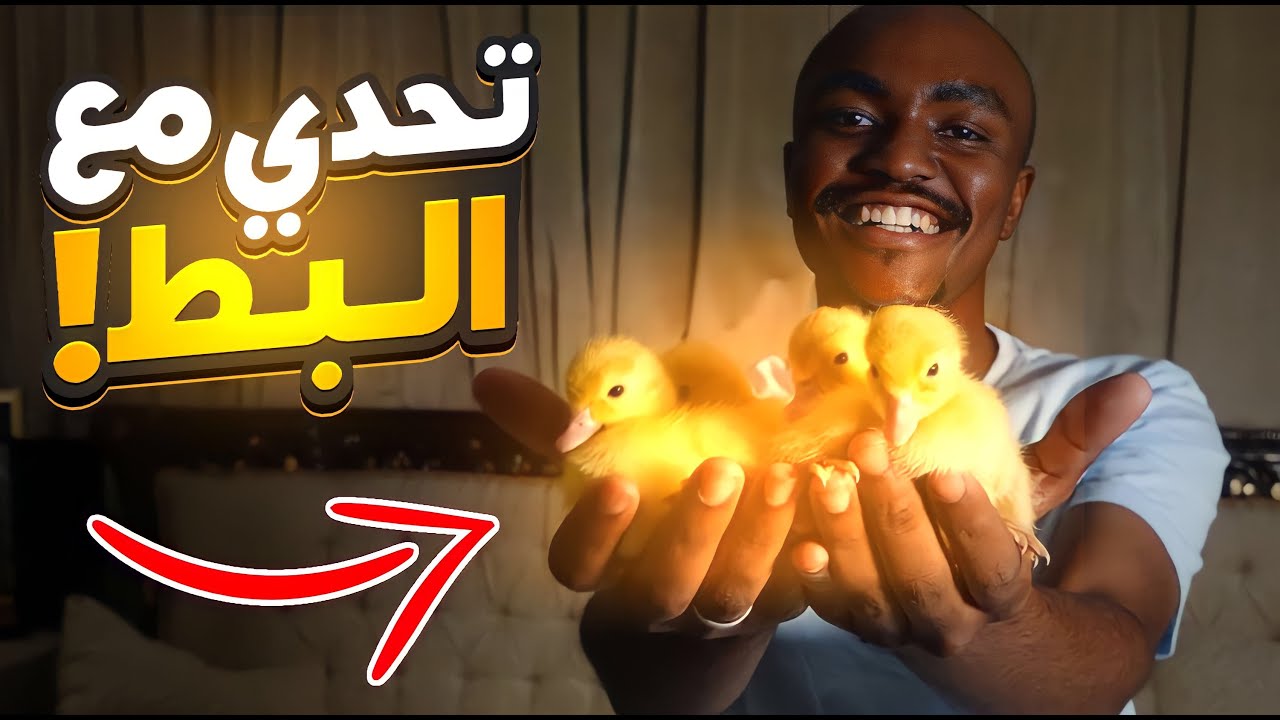 تربيه البط في البيت  ❤️🦆