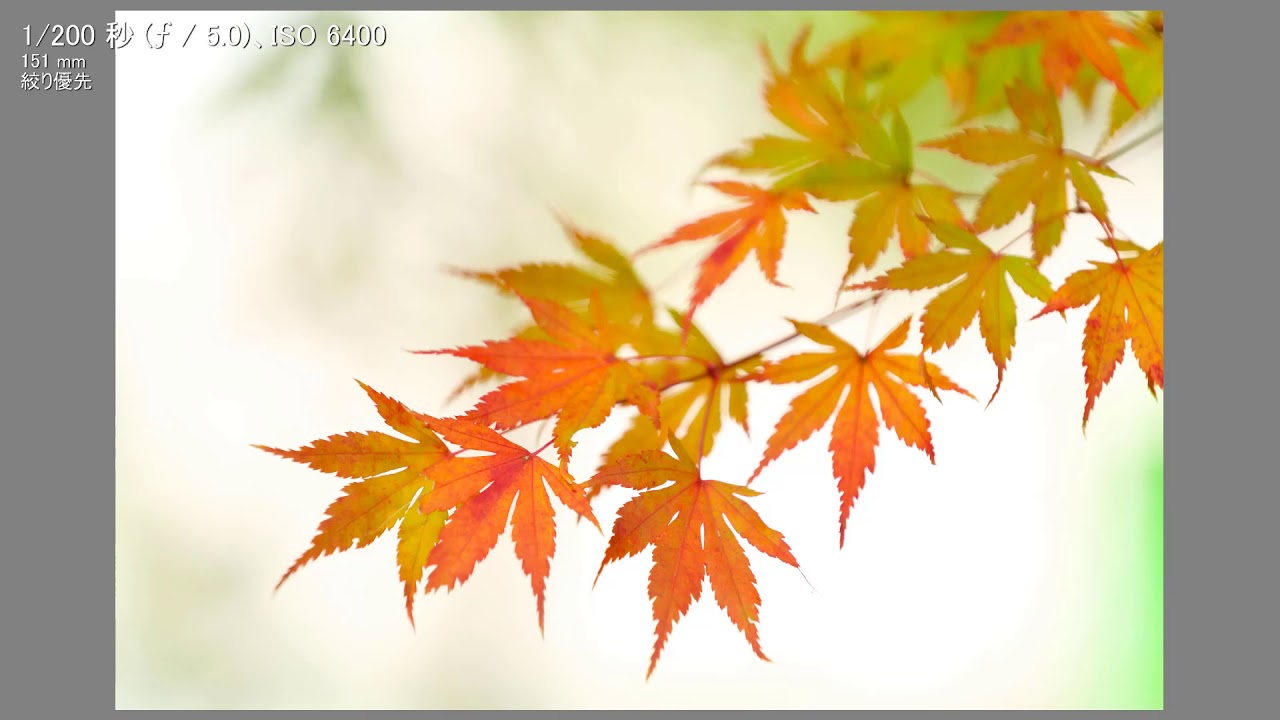 紅葉は光と露出の調整で美しくなる