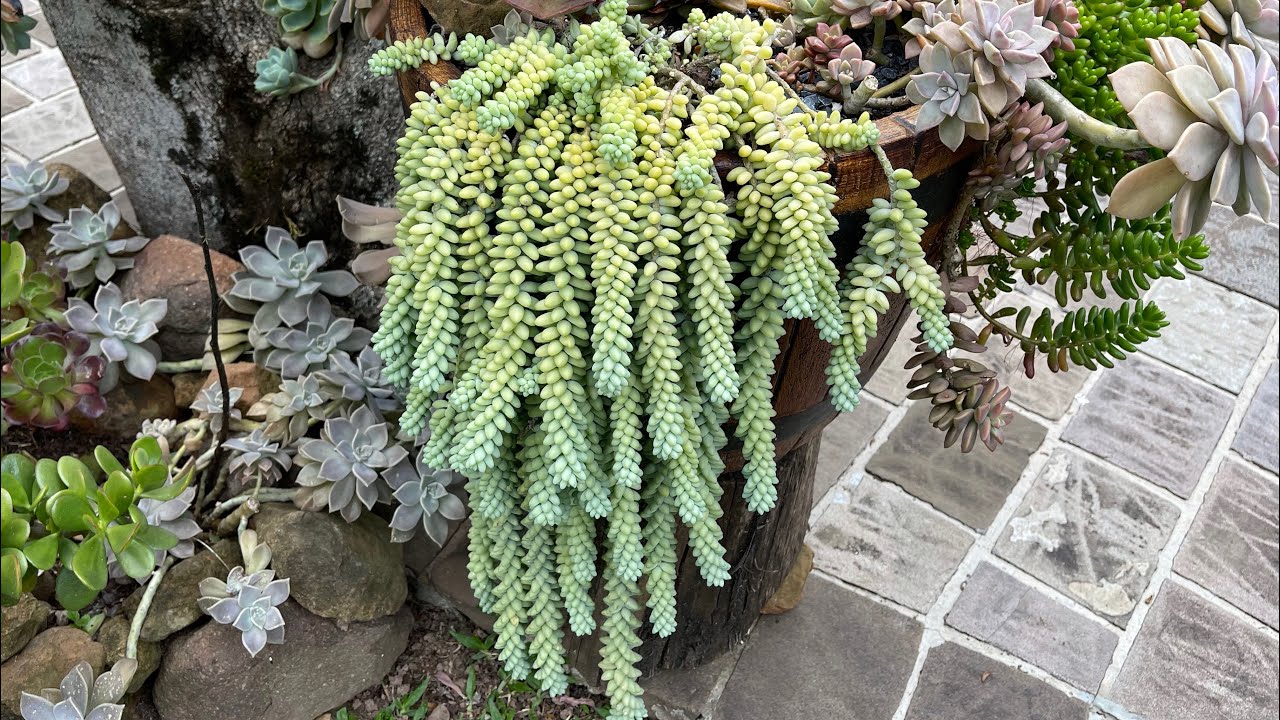 SUCULENTA RABO DE BURRO: Sedum Morganianum e Burrito - Qual o melhor cultivo?