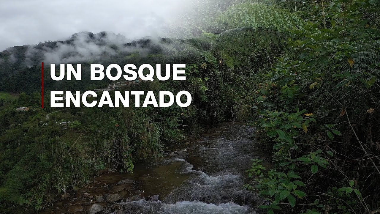 Un bosque encantado al norte de Cajamarca | Perú Sorprendente