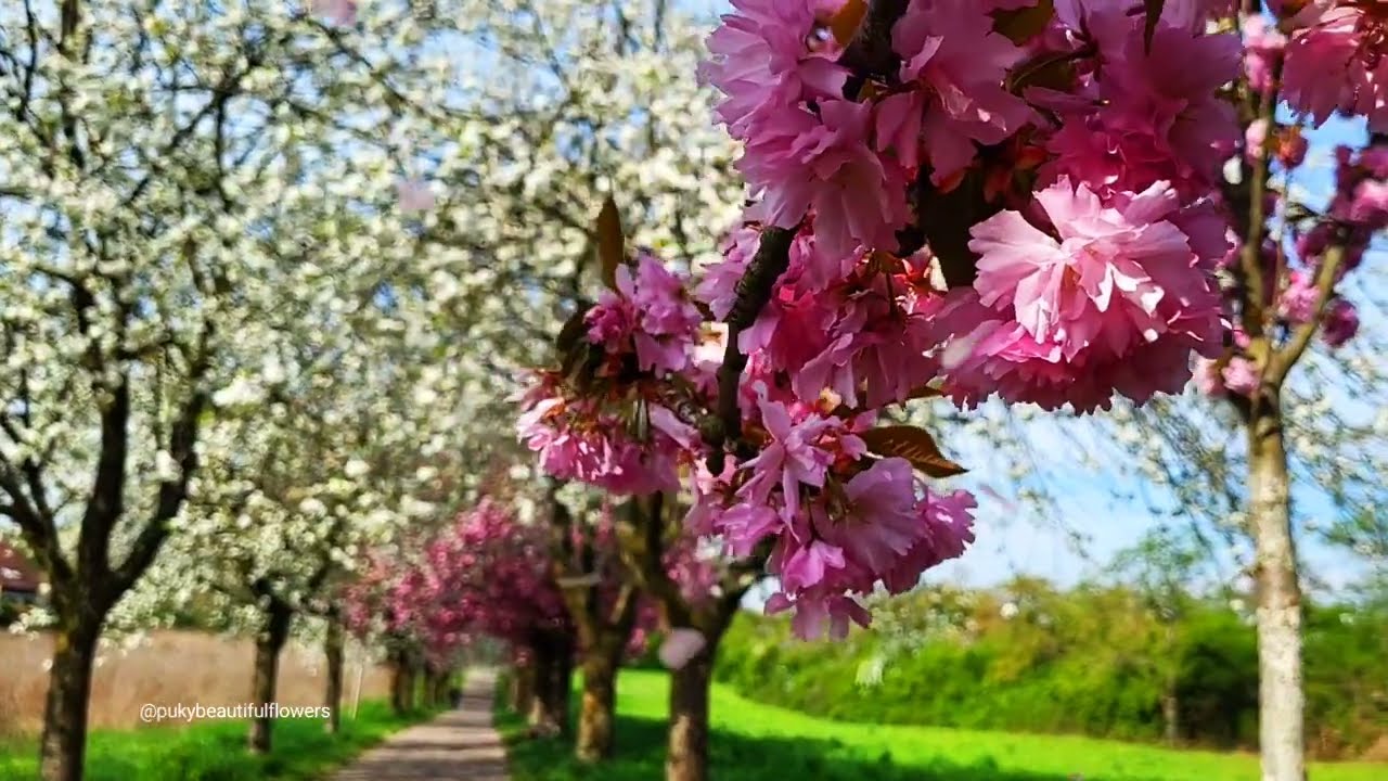 ดอกเชอรี่บานในประเทศเยอรมัน เพลงบรรเลงผ่อนคลาย  #ดอกไม้  #beautifulflowers #เพลงบรรเลงผ่อนคลาย