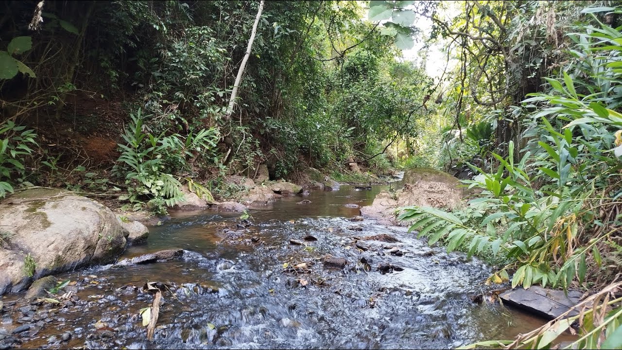 Dia de paz na natureza 