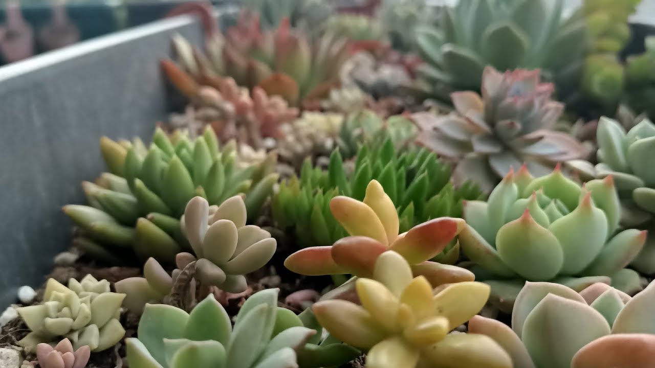 BERABER SUKULENT BEBEĞİ KARGOSU HAZIRLAYALIM MI 🌺🧑‍🌾