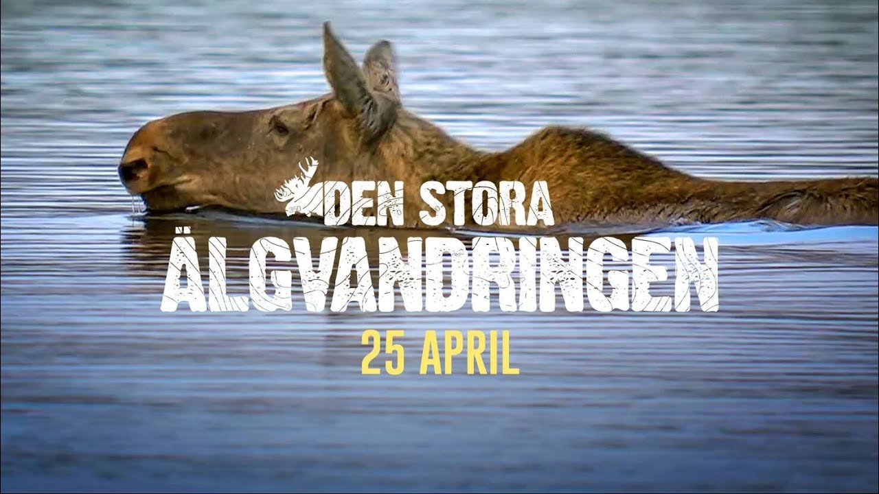 Den stora älgvandringen - 25 april 2023 18:00-23:59
