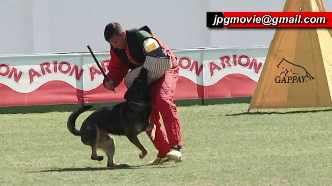 Spain Championship Dog Training German Shepherd
