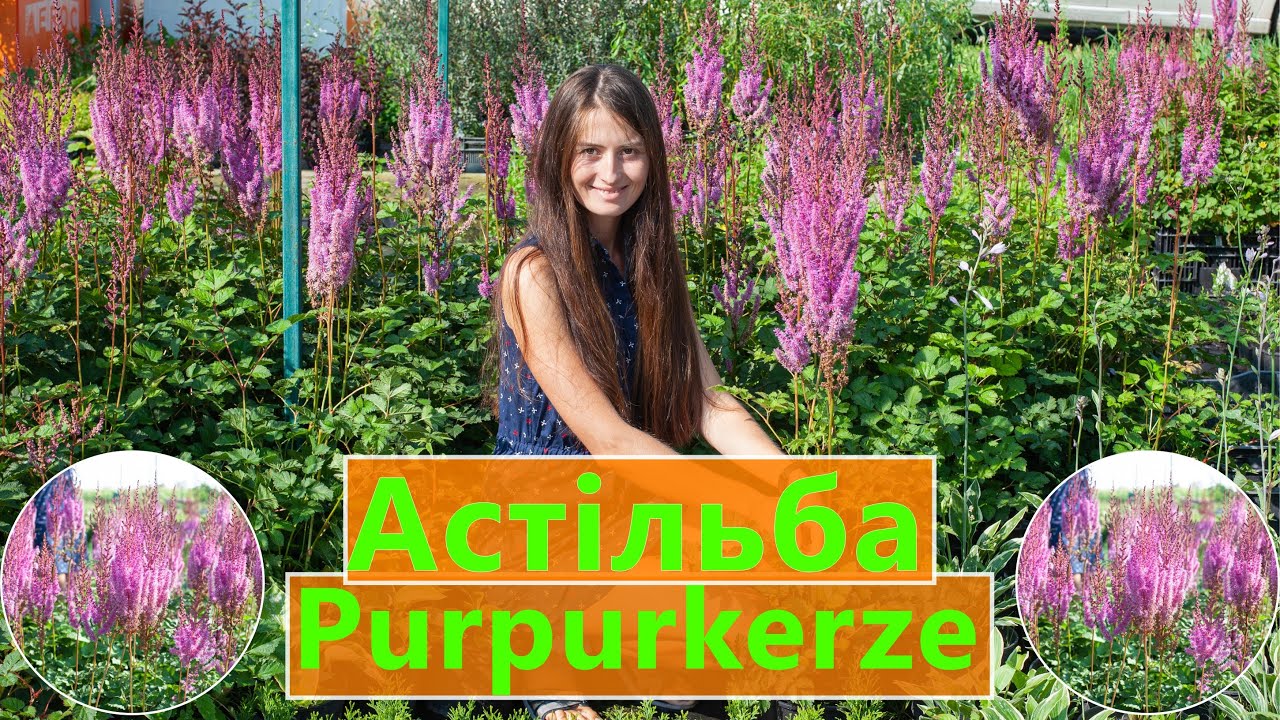 АСТІЛЬБА 🍀 Purpurkerze 🎥 ОГЛЯД САДЖАНЦІВ