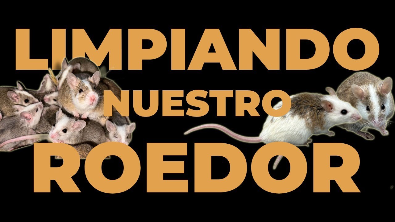 Tips y nuestra rutina de limpieza del criadero de rata africana | AFSAND R.
