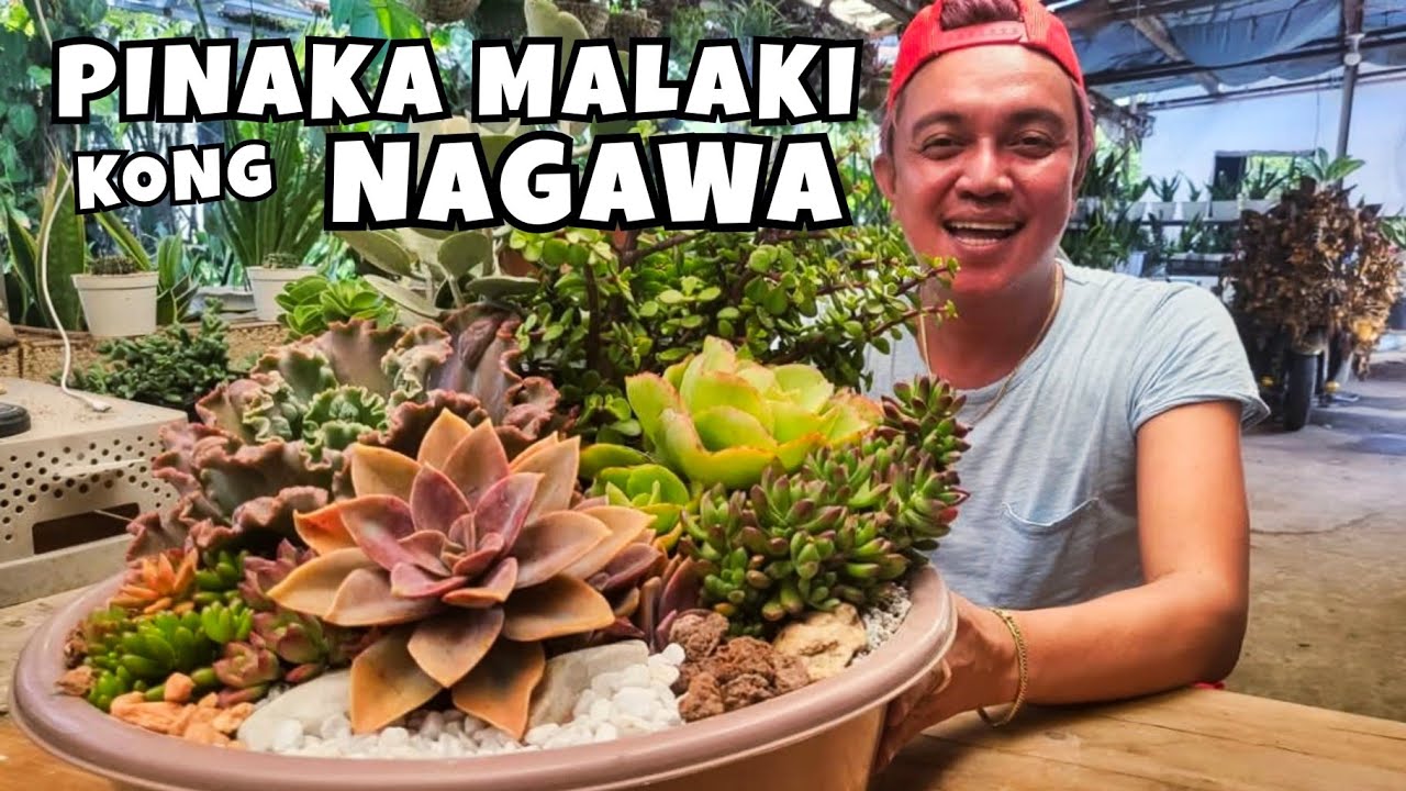 MAKING BIG SUCCULENTS DISHGARDEN USING MOTHER PLANTS
