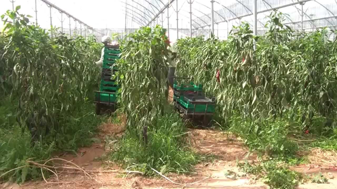 בית קטן בערבה - לא מה שחשבתם