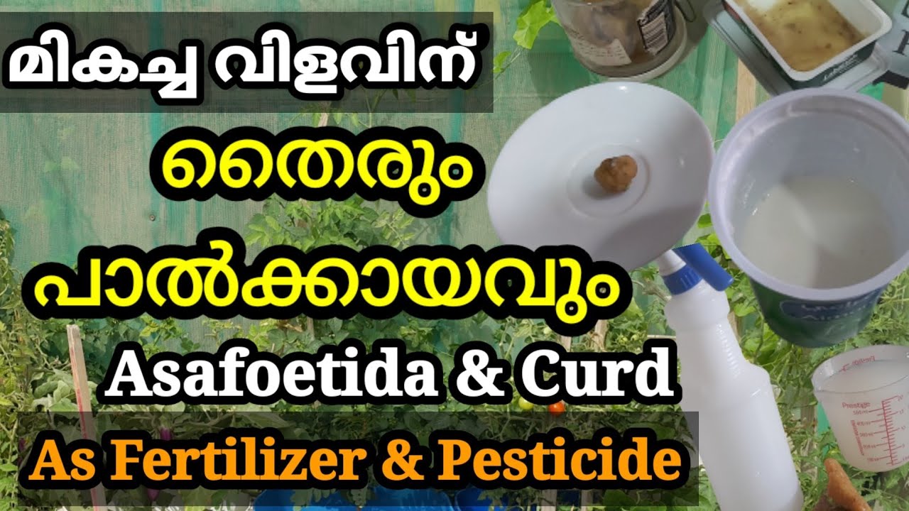 മികച്ച വിളവിന് തൈരും പാൽക്കായവും  |Asafoetida & Curd as Organic Fertilizer & pesticide for plants