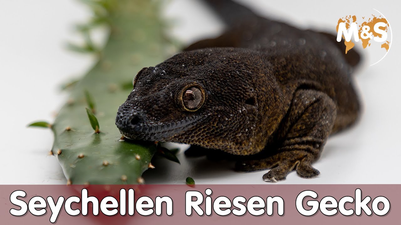 🦎 Seltenster Gecko der WELT | Seychellen Riesen Gecko