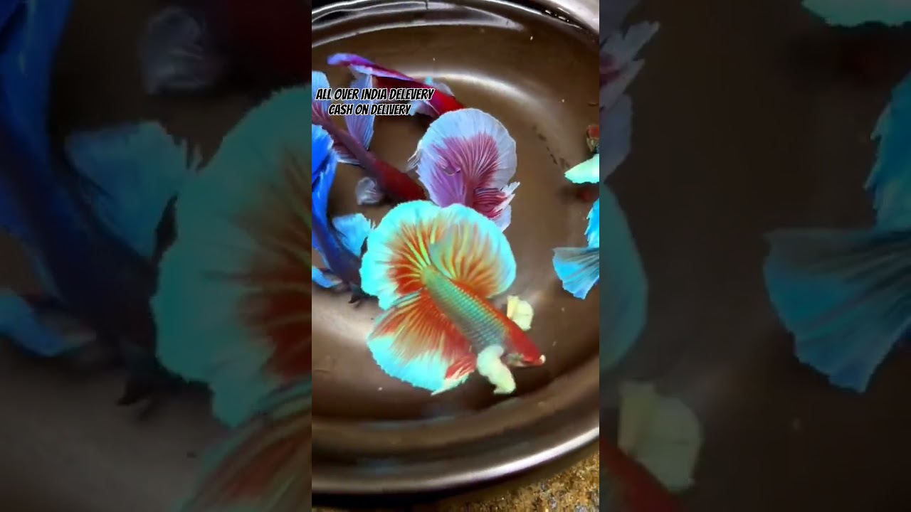 Betta fish price in 2024