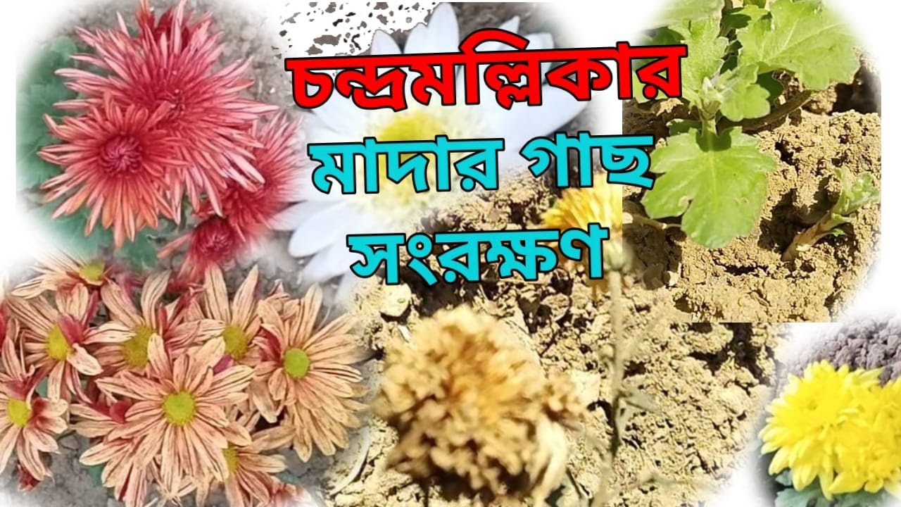 আগামী বছরের জন্য চন্দ্রমল্লিকার মা গাছ ( MOTHER PLANT )সংরক্ষণ করুন আজই