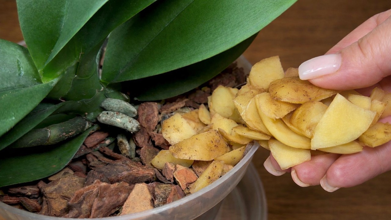 Не выбрасывайте картофельные очистки, и ваши орхидеи будут цвести круглый год!