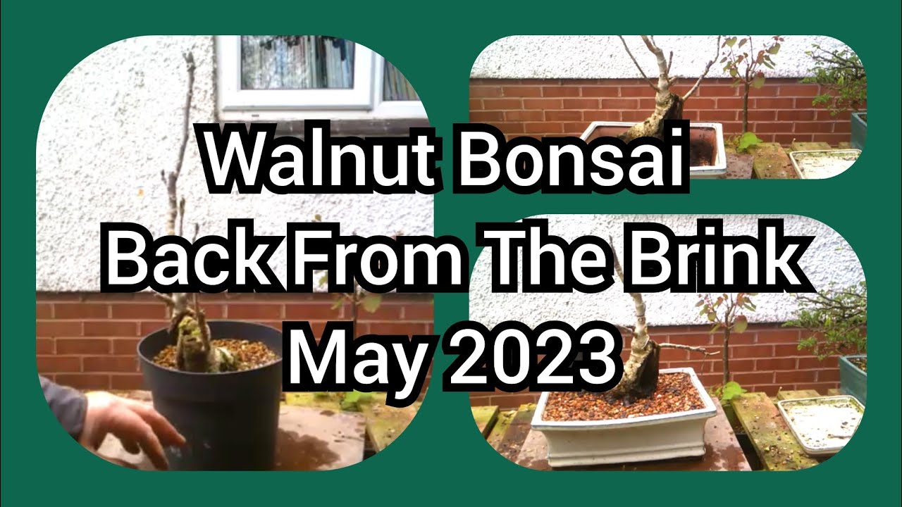 Walnut Bonsai Back From The Brink New Pot May 2023
