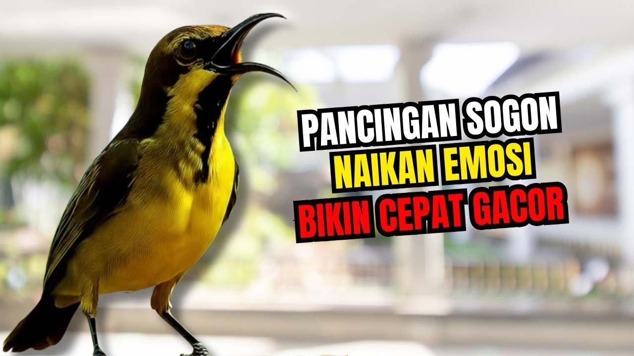 AWAS NGAMUK‼️ Pancingan sogon agar birahi dan emosi bunyi gacor