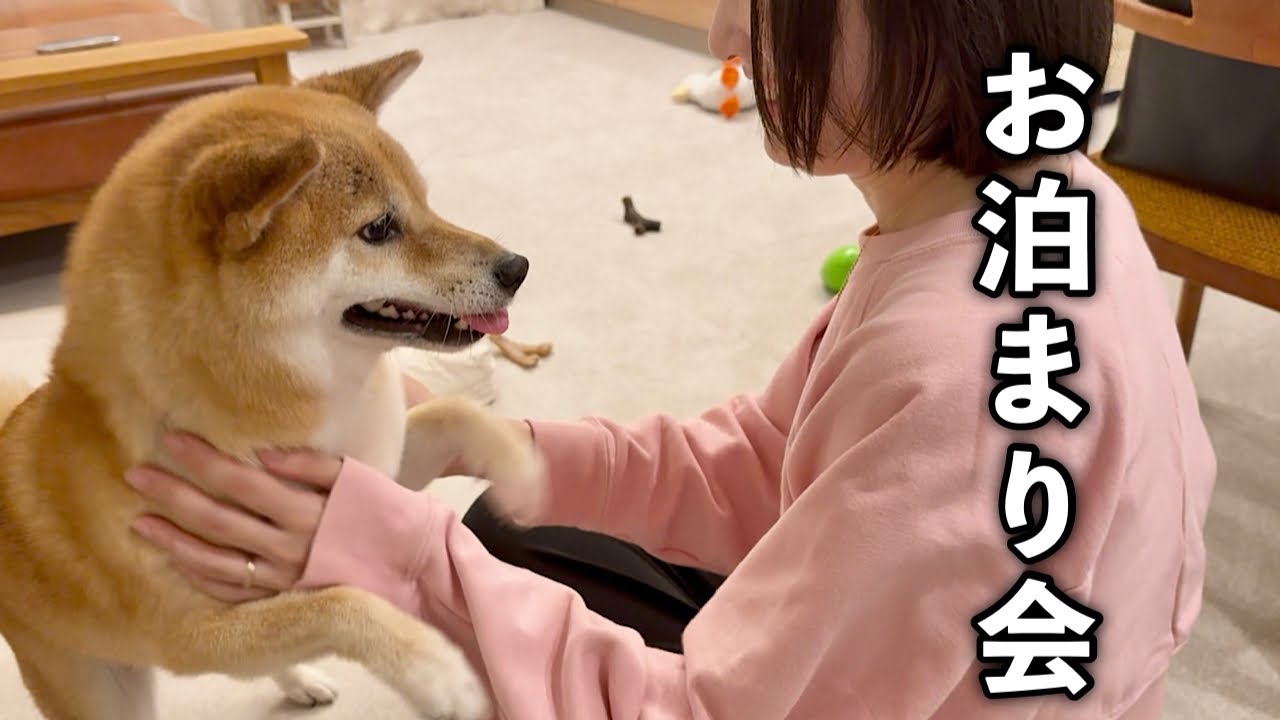 ふたり暮らしの家に初めてお友だちが泊まりに来てくれて大興奮の柴犬