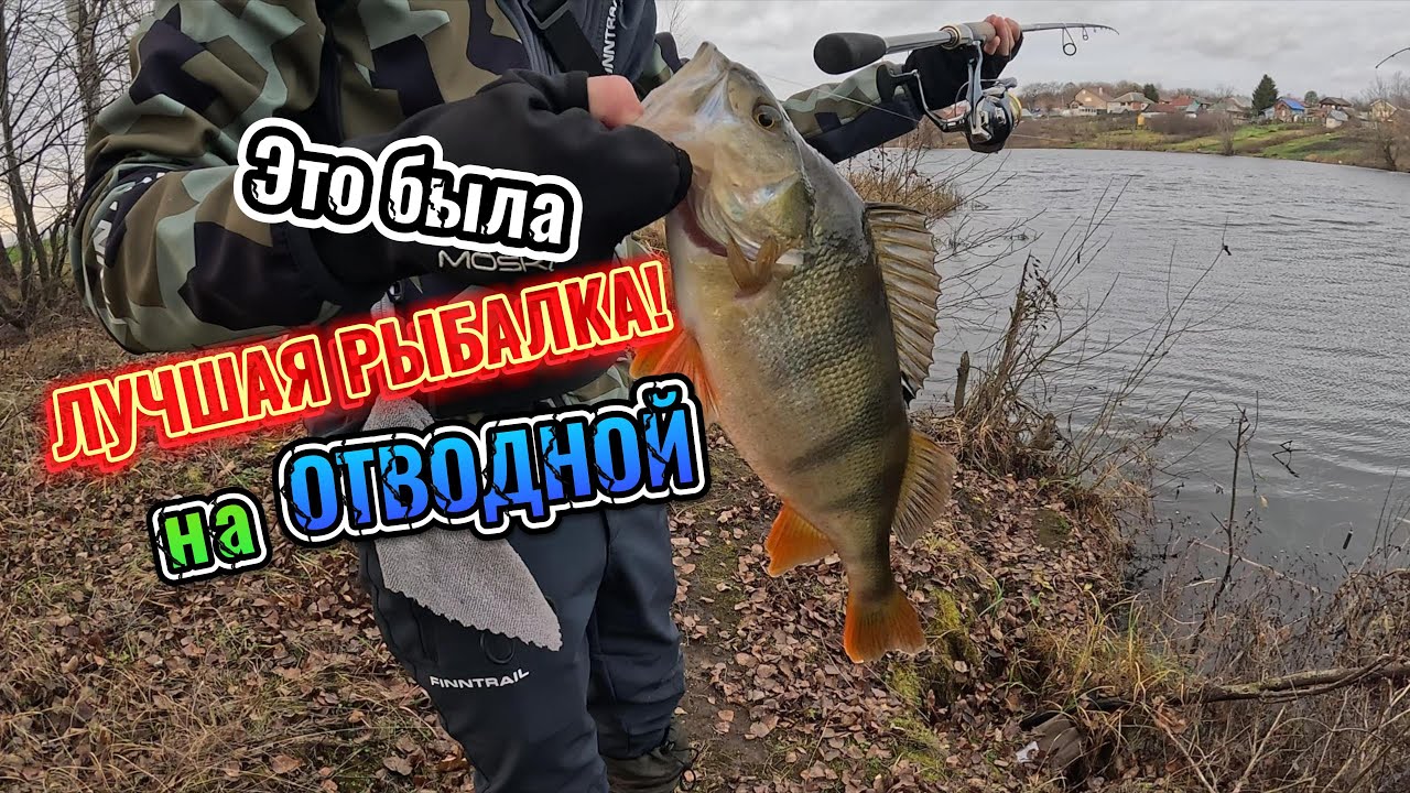 СТОЛЬКО КРУПНЫХ ОКУНЕЙ я еще НЕ ЛОВИЛ!