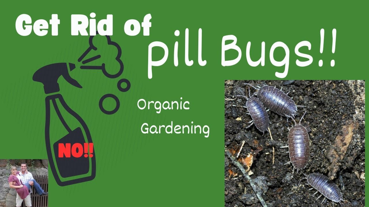 Get Rid of Pill Bugs / Roly - Polies in Your Garden Organic Gardening #diy #how #garden